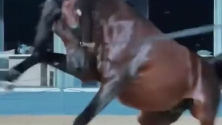 Hold Your Horses: Hilarious Display of Horse Power and Agility!