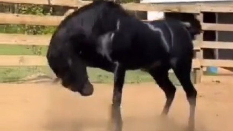 Neigh-sational Moves: Hilarious Horse Power and His Epic Dance Moves!