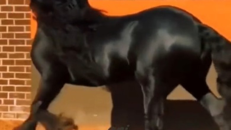 Unleash the Horse Power: A Hilarious Tribute to Greatness!
