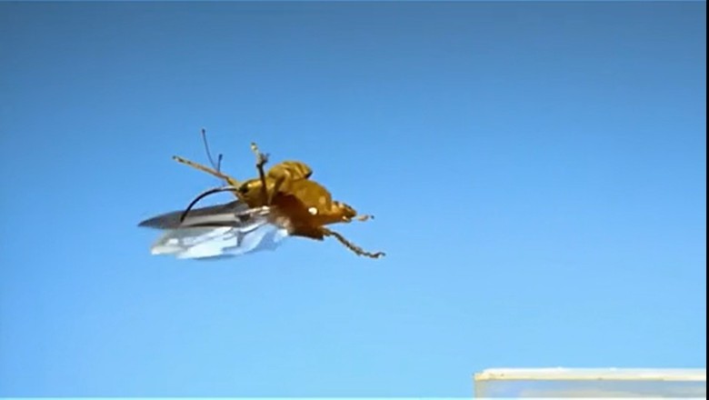 Buzzing Buffoonery: When an Ordinary Insect Takes Flight and Steals the Show!"