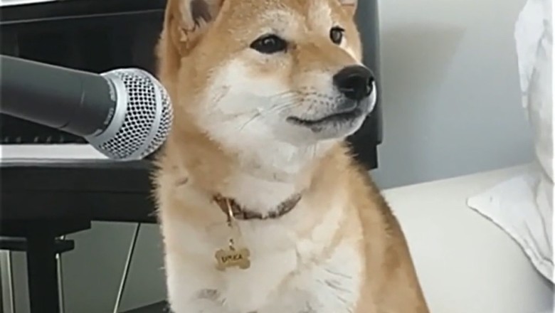 Canine Karaoke King: Watch Hilarious Video of Dog Ruling the Stage with a Microphone!