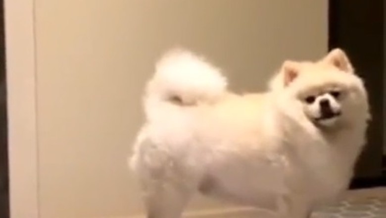 Canine Moves Like Jagger: Watch This Dog Bust Out Some Paw-sitively Groovy Dance Moves!