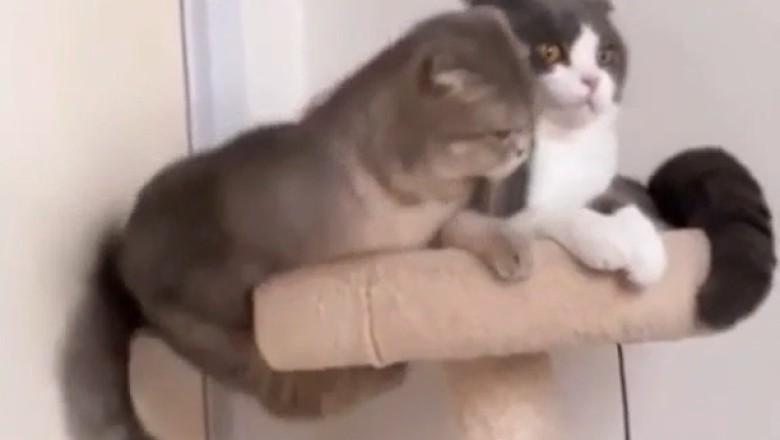 Cat-astrophe! Watch This Feline Push His Buddy Off the Shelf!