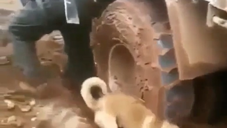 Digging Doggo Digs Debacle: Pooch's Playdate with Excavator Goes Hilariously Haywire!
