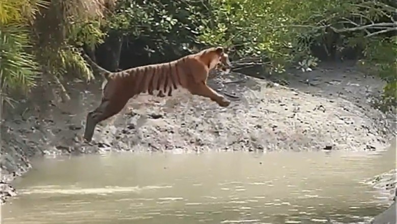 Dive of the Tiger: Watch as This Majestic Beast Turns Into a Hilarious Water Acrobat!
