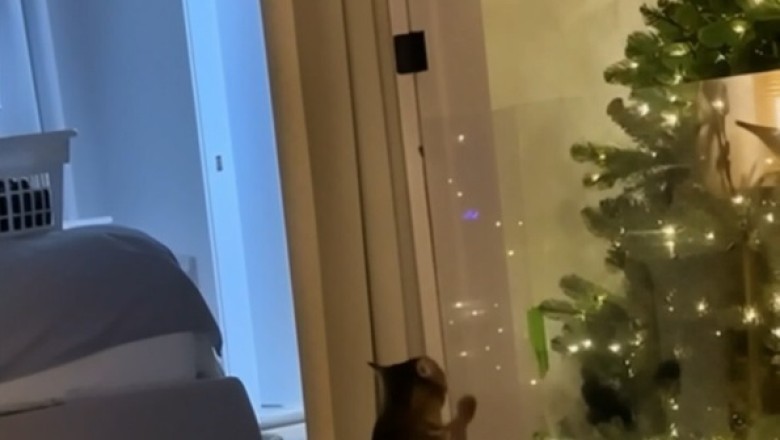 He's Not Playing With Toys, He's Playing With Physics! (Cat Edition)