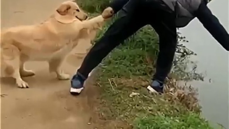 Hero Hound to the Rescue: Faithful Dog Saves Owner from River Plunge!