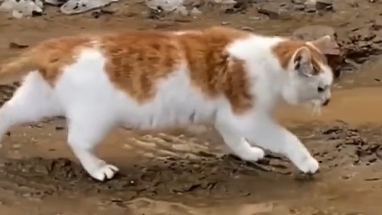 Muddy Paws and Hilarious Mishaps: The Epic Adventure of a Cat in a Sticky Situation!