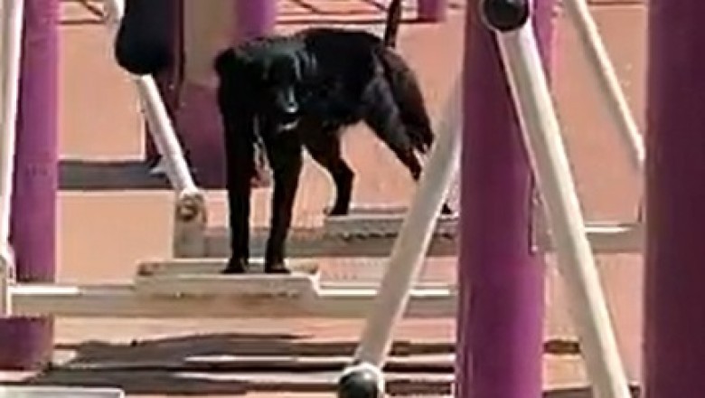 Paws and Playtime: Hilarious Dog Takes on Children's Amusement Park with Unbridled Enthusiasm!