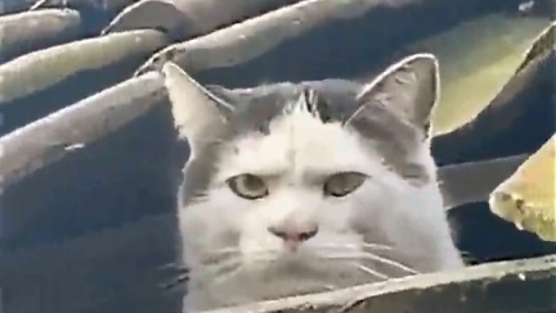 Purr-fectly Flawless Feline: Behold the Majestic Beauty of This Hilariously Photogenic Cat!