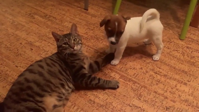 Silent Battle Royale: Cat and Dog Engage in Hilariously Quiet Fight!