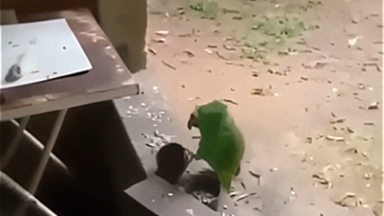 Squawk Talk: Clever Parrot Hilariously Demands Food in Genius Fashion!