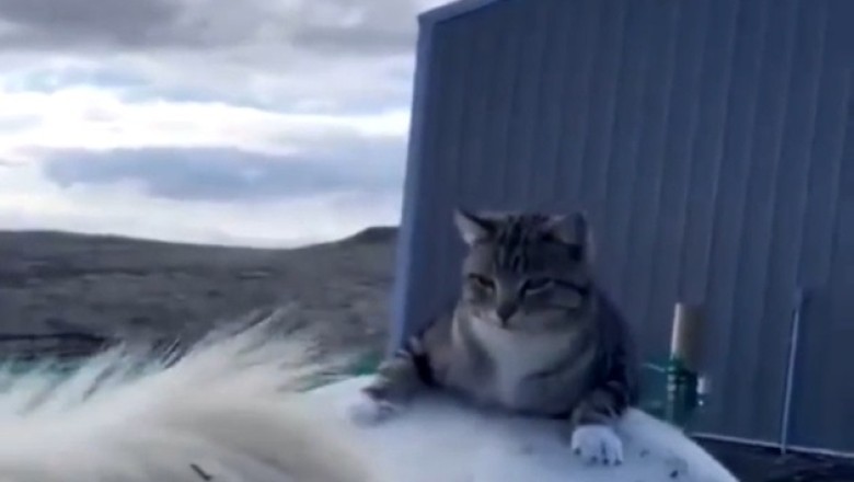 This Cat Has No Chill... Or Fear of Horses!