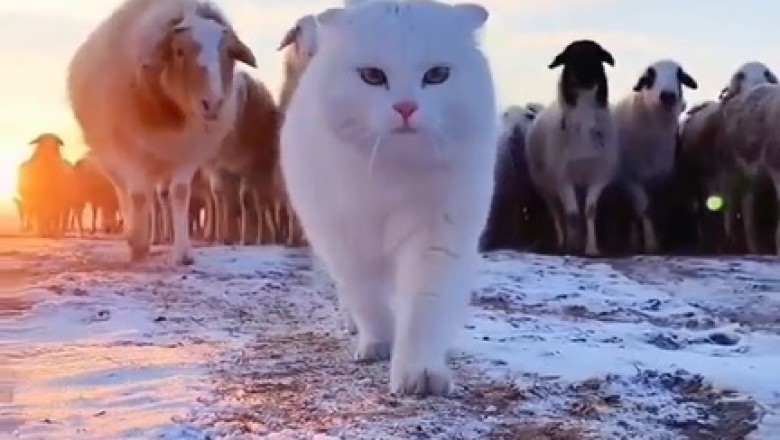 This Cat Thinks He's a Sheepdog! (But He's Way More Adorable)
