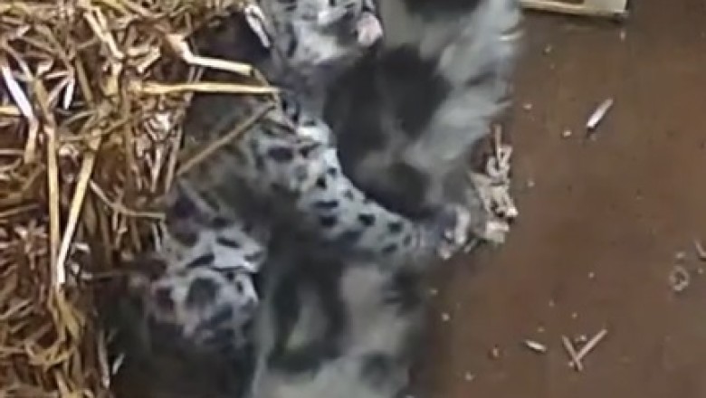 This Tiny Wild Cat Is Already a Drama Queen!