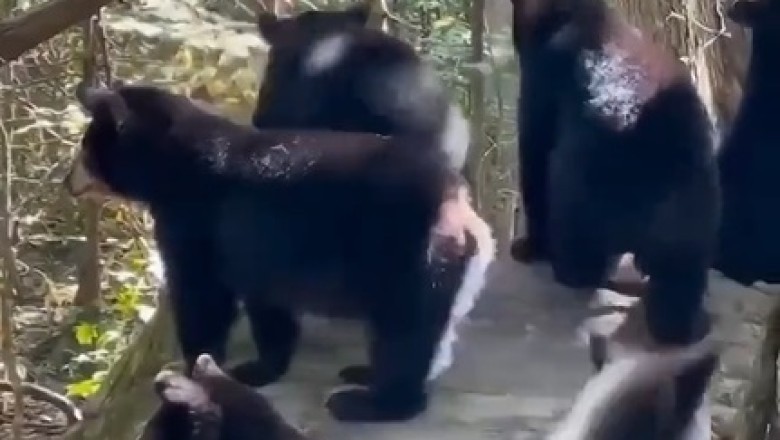 Tree-tastic Antics: Bears Channel Their Inner Monkey in Hilarious Climbing Extravaganza!