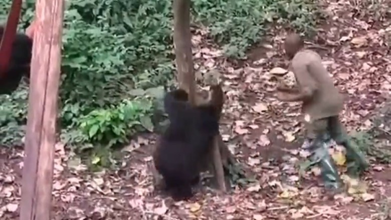 Wild Monkey Business: Hilarious High-Speed Chase Between Man and Mischievous Monkey!