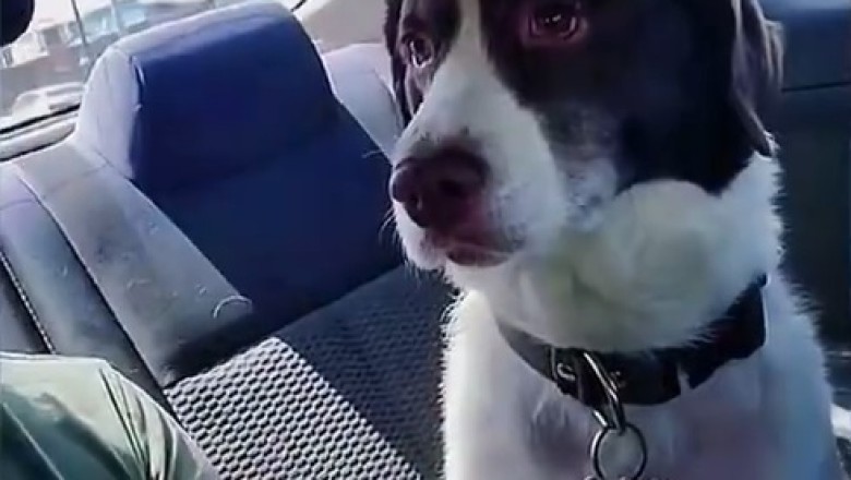 Bark-king Up the Right Tree: Hilariously Pawsome Dogs Do the (Un)expected!