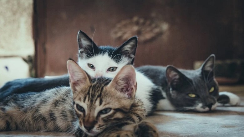 From Love to Antipathy: Why Cats Fall Out of Favor with Their Owners