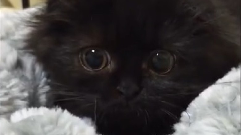 Meow-tiful Majesty: The Gorgeous Black Cat That Stole Our Hearts!