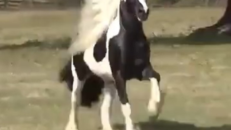 Neigh-way! Hilarious Moments Captured by the Most Stunning Horses You've Ever Seen!