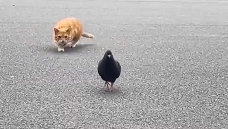 Pawsitively Purrrfect: Unleashing the Most Hilarious and Powerful Moments of Cats!