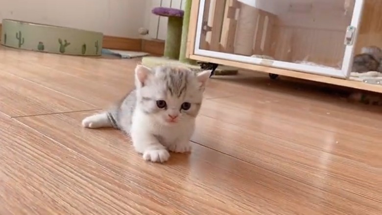 Purr-fectly Adorable: The Cutest Kittens Bringing Some Serious Cuteness Overload!
