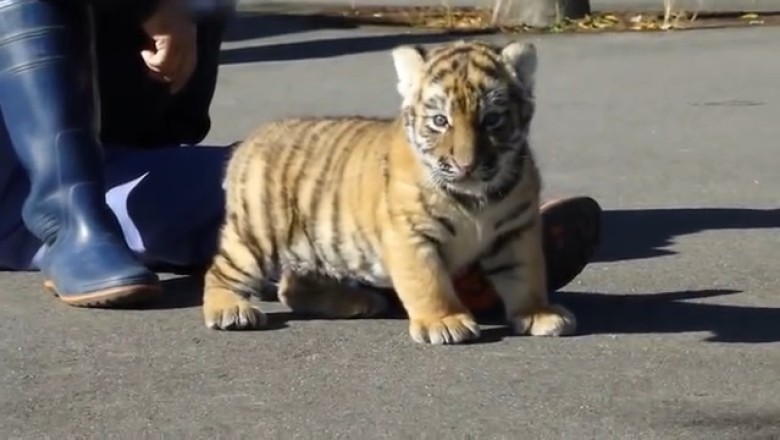 Roars of Laughter: Watch This Small Tiger and its Owner in the Cutest and Funniest Duo Ever!