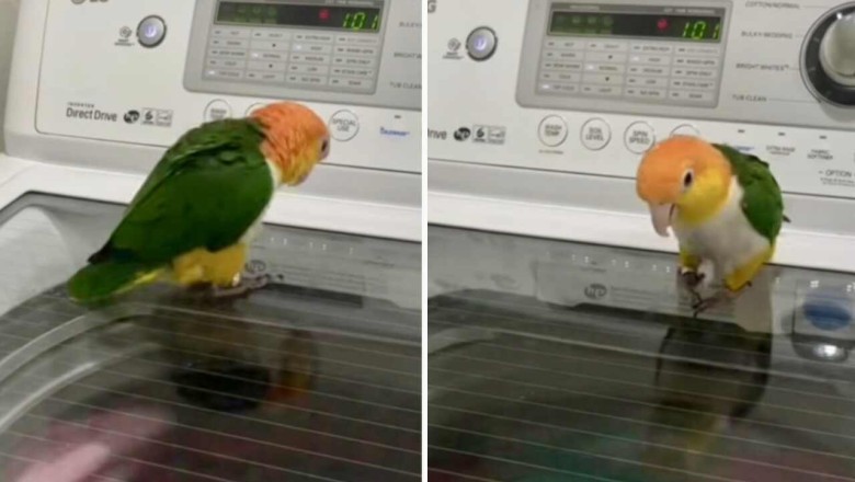 Bird Goes Bonkers Over Washing Machine! You Won't Believe What Happens Next!