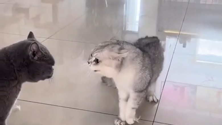 Epic Battle Royale: Two Cats Engage in a Hilarious Wrestling Match!