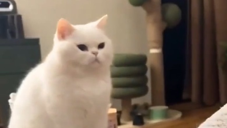 Hilarious Cat vs. Dog Showdown: Watch the Epic Battle of Jealousy Unfold!