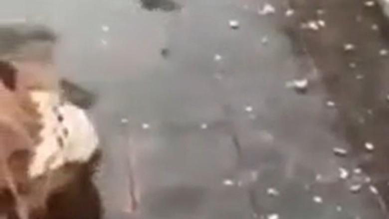 Monkey Business Gone Bananas: Hilarious Slipping Shenanigans in the Rain!
