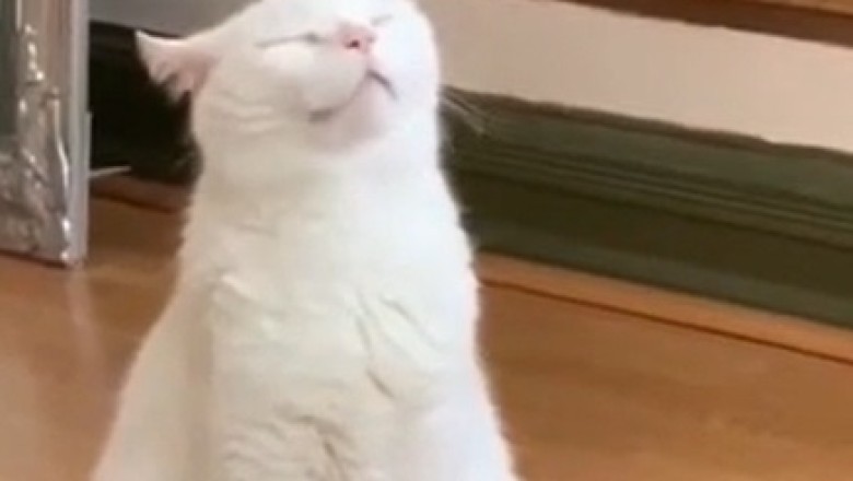 Paws for a Beat: Talented Tabby Gets Groovy with the Music!