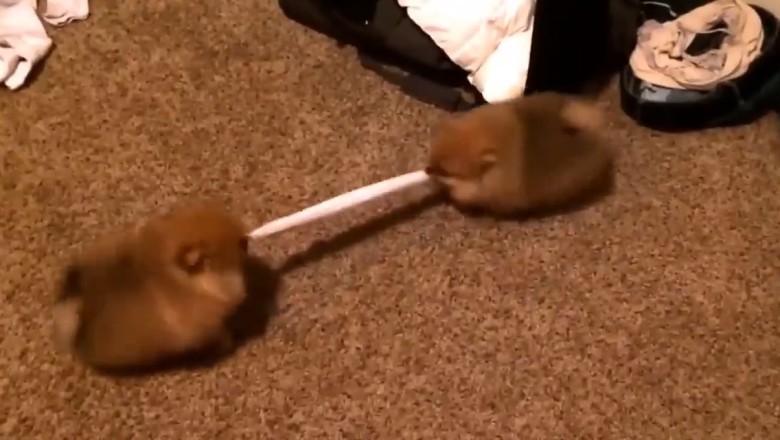 Paws for Drama: The Ultimate Showdown Between Two Pooches Vying for Alpha Status!