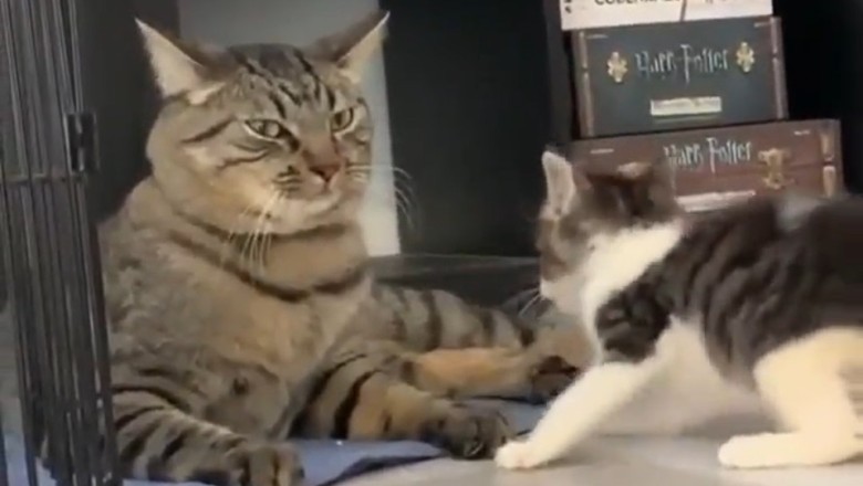 Pawsitively Adorable: The Cutest Cat and Kitten Duo Will Melt Your Heart!