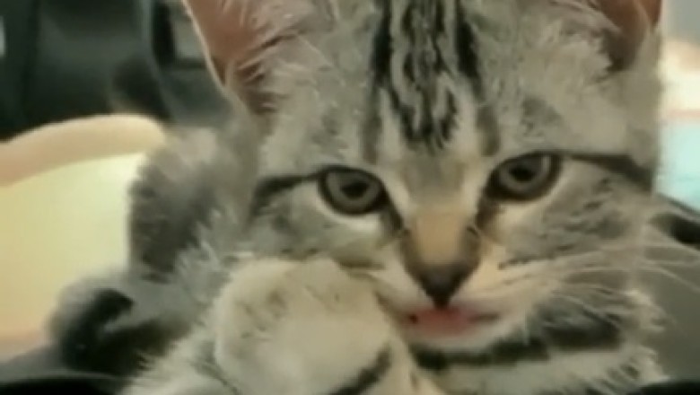 Pawsitively Adorable: The Most Beautiful Kitten You'll See Today!