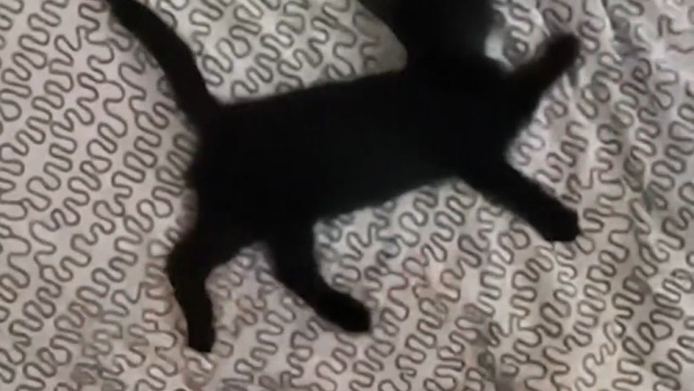 Purrfectly Pampered: Hilarious Cat Relaxing Muscles Like a Pro!
