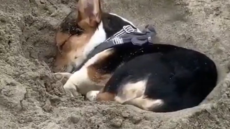 Sand Naps and Snooze Lies: Watch this Adorable Pooch Catching Some ZZZs in the Sun!