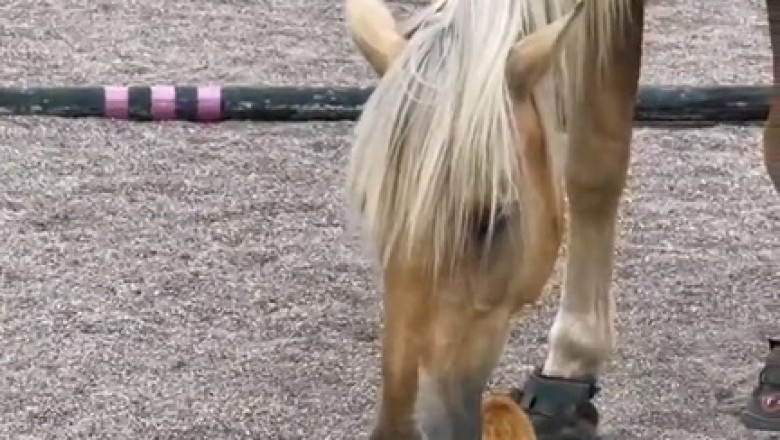 Unlikely Duo: Hilarious Horse and Cat's Unforgettable Adventure!