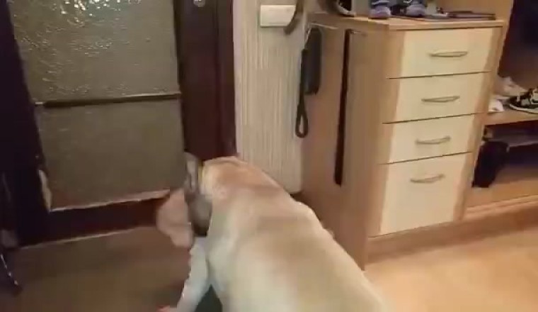 Adorable Duo Alert: Dog and Baby's Unbeatable Cuteness Will Melt Your Heart!