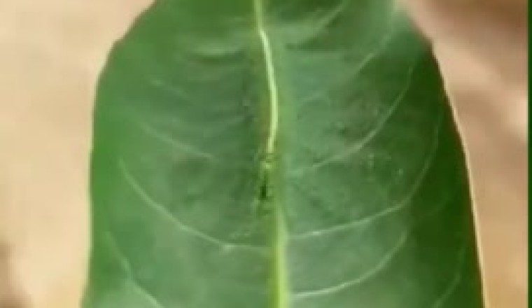 Botanical Mystery Unveiled: The Incredible Plant That Dances on Its Own!