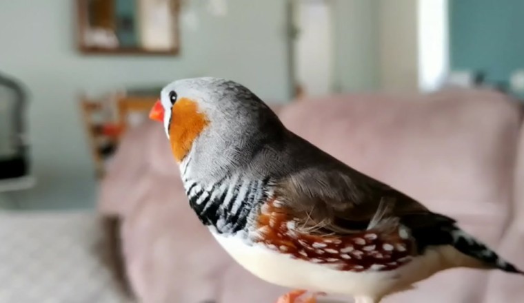 Feathered Frenzy: Hilarious Australian Zebra Finch Steals the Spotlight with Its Side-Splitting Antics!