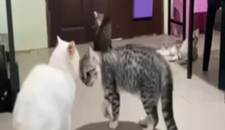 Hilarious Cat Fight Showdown: Feline Frenzy Unleashed!