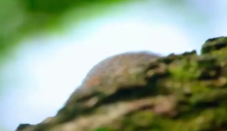 Hilarious Silent Monkey Shenanigans: Watch This Prankster Primate Master the Art of Stealth Mode!