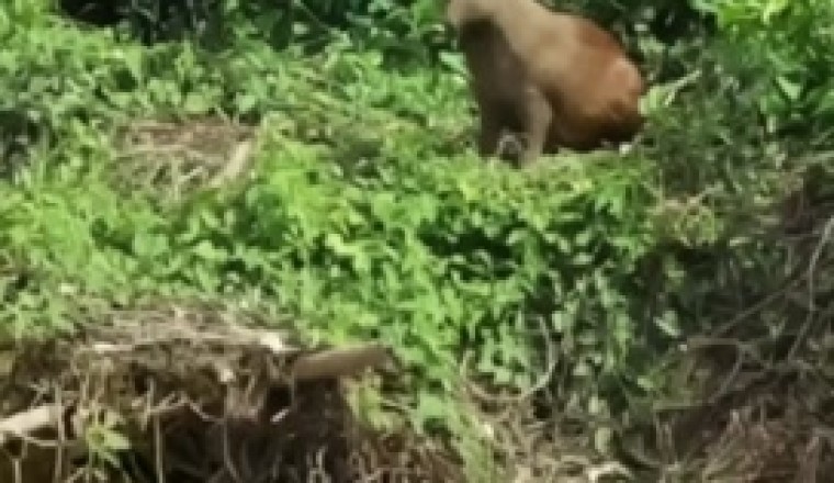 Hilarious Splashdown: Bear's Daring River Jump Goes Belly Flop!