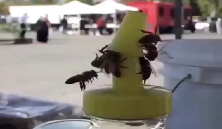 Honey, I Shrunk the Problem: Bees Invent a Plastic Hive!