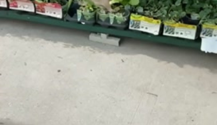 Hoppy Shopper: When a Rabbit Goes Grocery Shopping Solo!