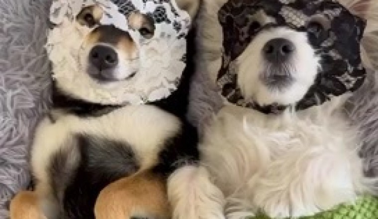 Laugh Out Loud: Dog's Hilarious Joking Skills Will Leave You In Stitches!