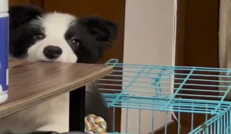 Pawsitively Paw-some: Hilarious Dog Takes Playing to New Heights on the Table!