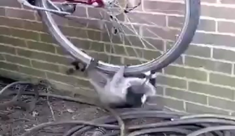 Ridiculously Cute Raccoon Robbery: Watch This Sneaky Bandit Master the Art of Playtime!
